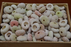 UNIQUE BULK PINK SEA URCHINS SEA SHELLS