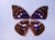 Dazzling & Colorful  "Real" Butterfly Wings - (2) Sets for $4.99