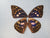 Dazzling & Colorful  "Real" Butterfly Wings - (2) Sets for $4.99