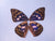 Dazzling & Colorful  "Real" Butterfly Wings - (2) Sets for $4.99