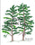 Pine Trees Pattern