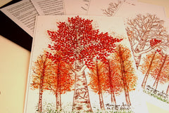 Aspens in Autumn
