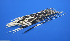 Porcupine Quills - (10) Quills per Package