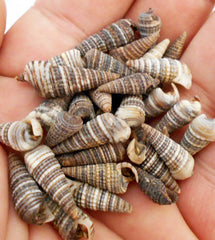 "Zebra Conch Shells" - Awesome!